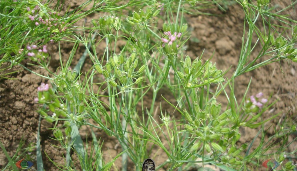 孜然是什么植物的茎,孜然是什么植物生长出来的