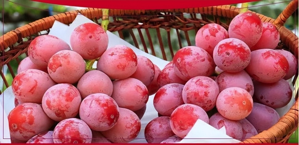 最贵葡萄115一斤,葡萄天价