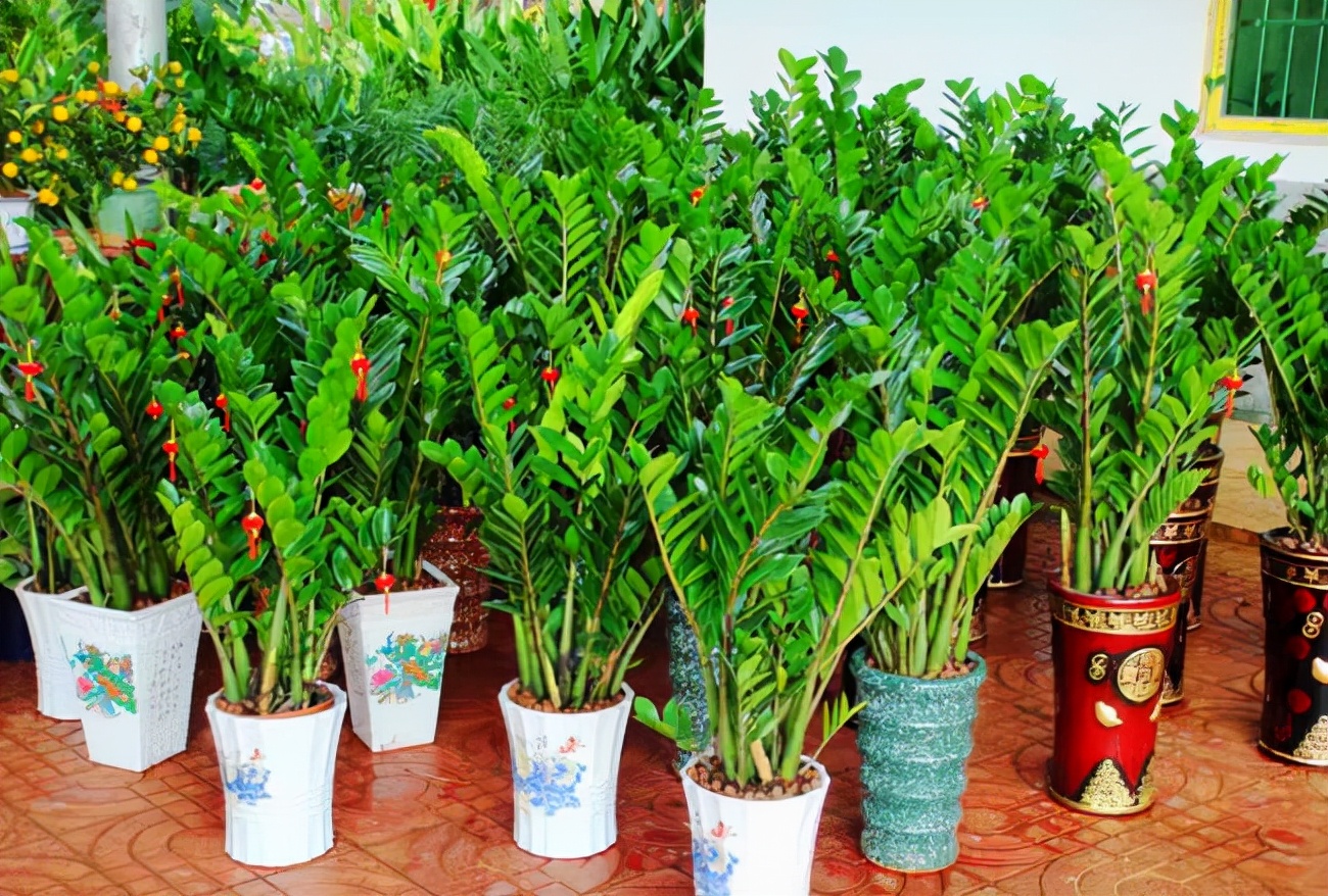 越养越吉利的三种花有哪些,玫瑰花老桩用大盆还是小盆栽培