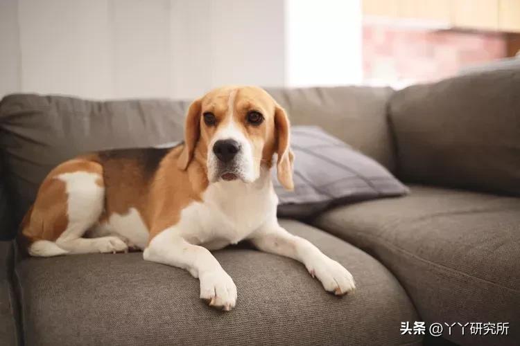 老年人最佳犬种,适合农村老人养的犬种