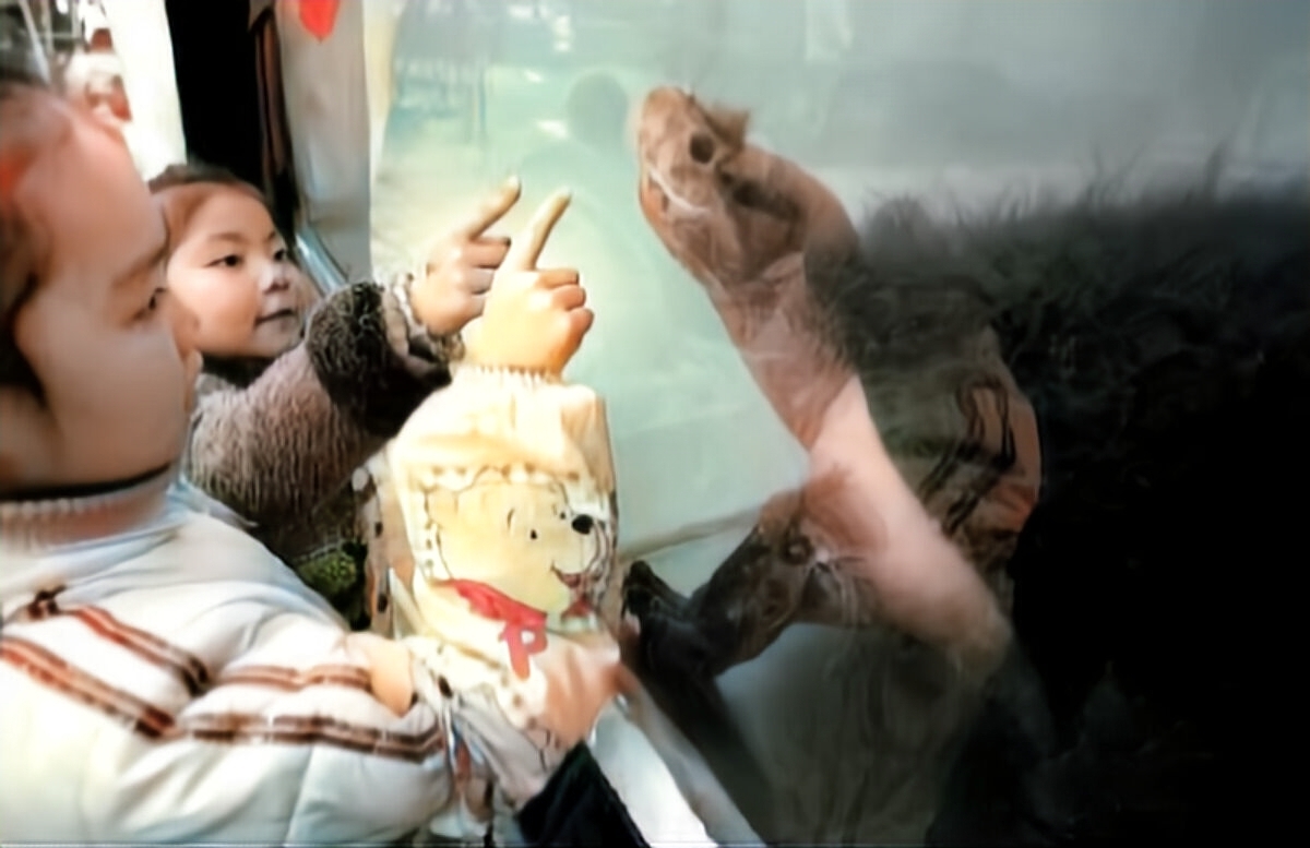 海南陈先生养龟情况,陈先生养猫