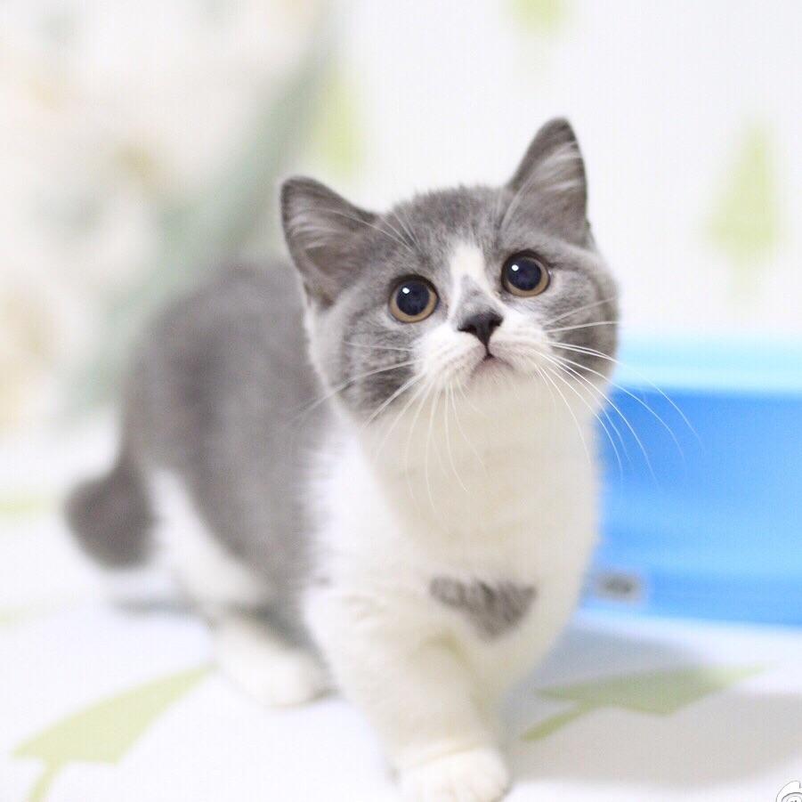 如何辨别英短猫,买英短猫要问卖家什么问题