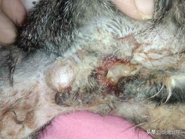 猫的肛门腺怎样治疗,猫的肛门治疗