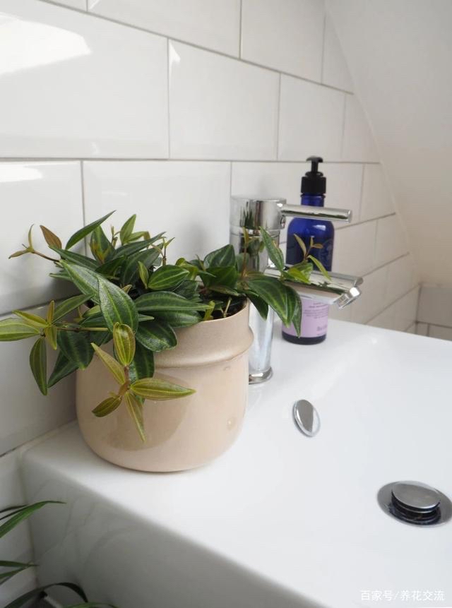 卫生间可养“6种花”，耐阴好养，吸收水分杀毒灭菌，干净清爽