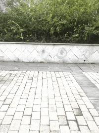 最可爱的萌宠排行榜,萌宠可爱程度排行榜