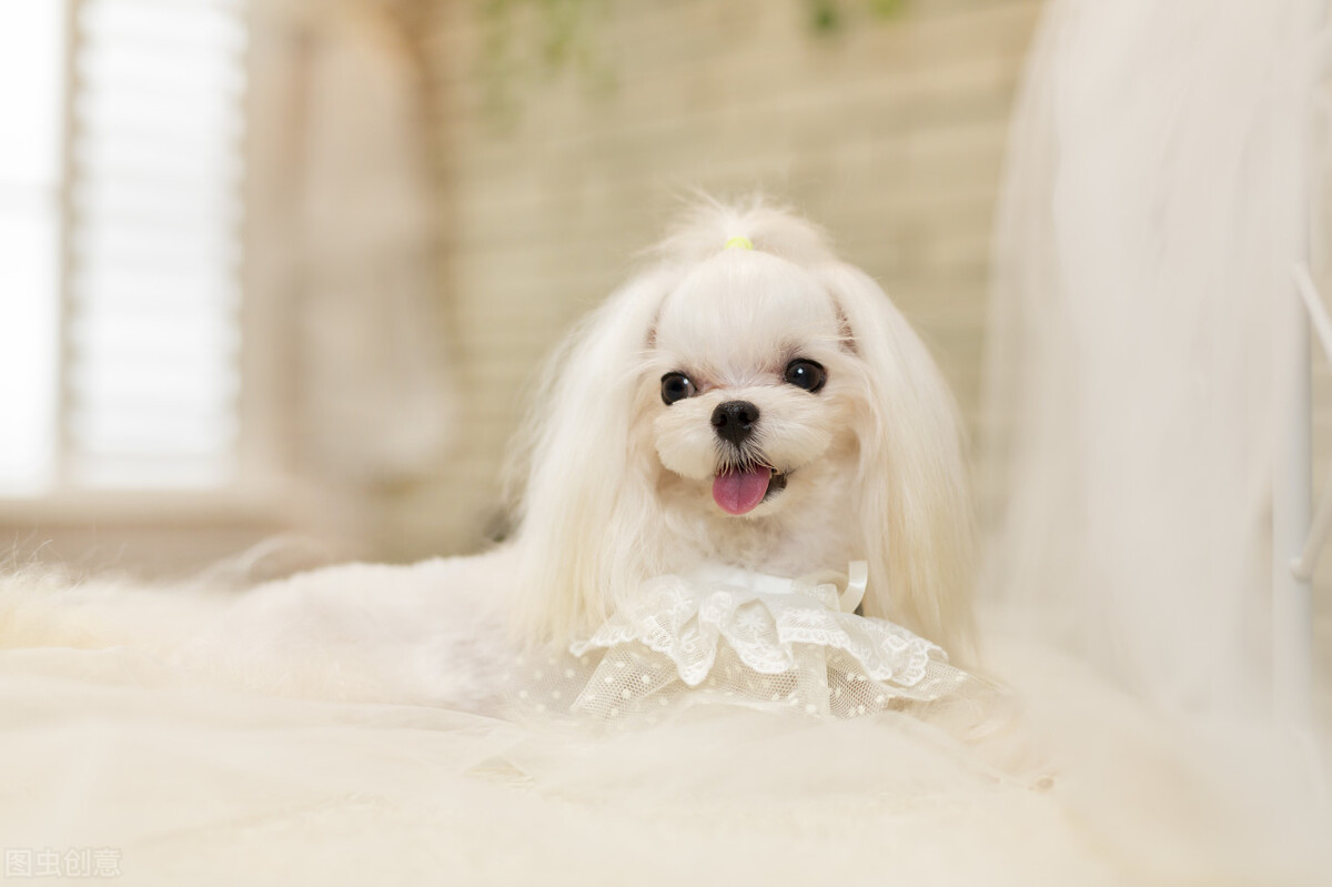 懒人家养小型犬,适合懒人养的小型犬还好养活