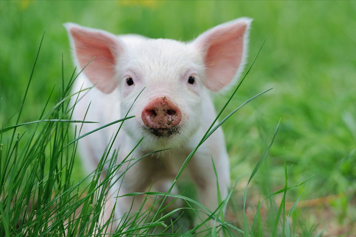 仔猪伪狂犬不能站立咋处理,猪伪狂犬怎么治