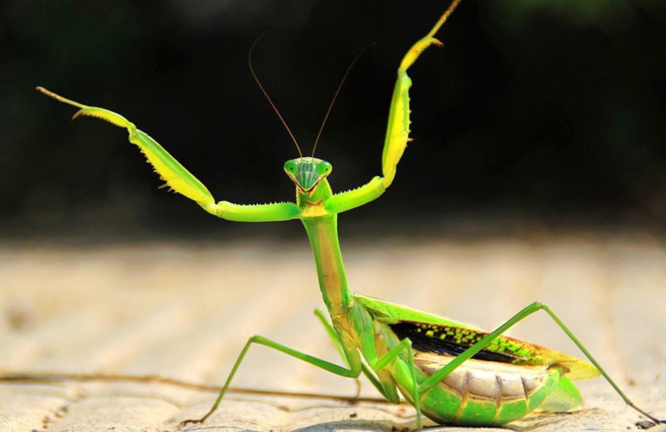 母螳螂一交配，就会吃自己的“丈夫”，难道不怕公螳螂反抗？