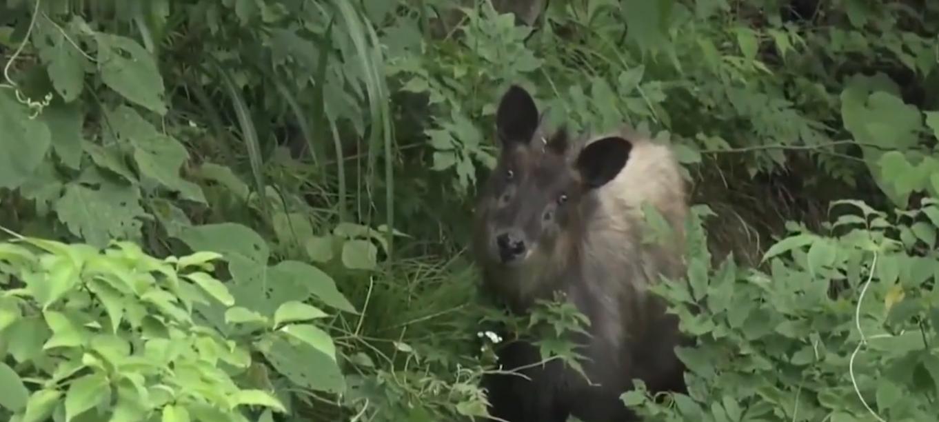意外发现远古神兽,浙江发现天马