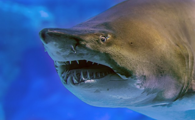 亚马逊河流域动物战斗力大比拼,亚马逊河流观赏鱼实力