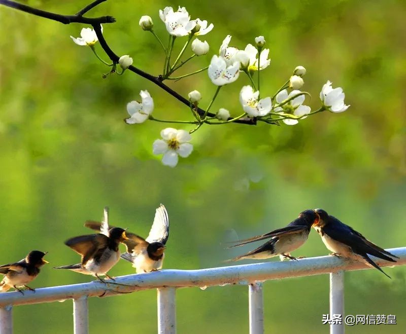 有关清明节的诗词精选,清明节古诗词及名句