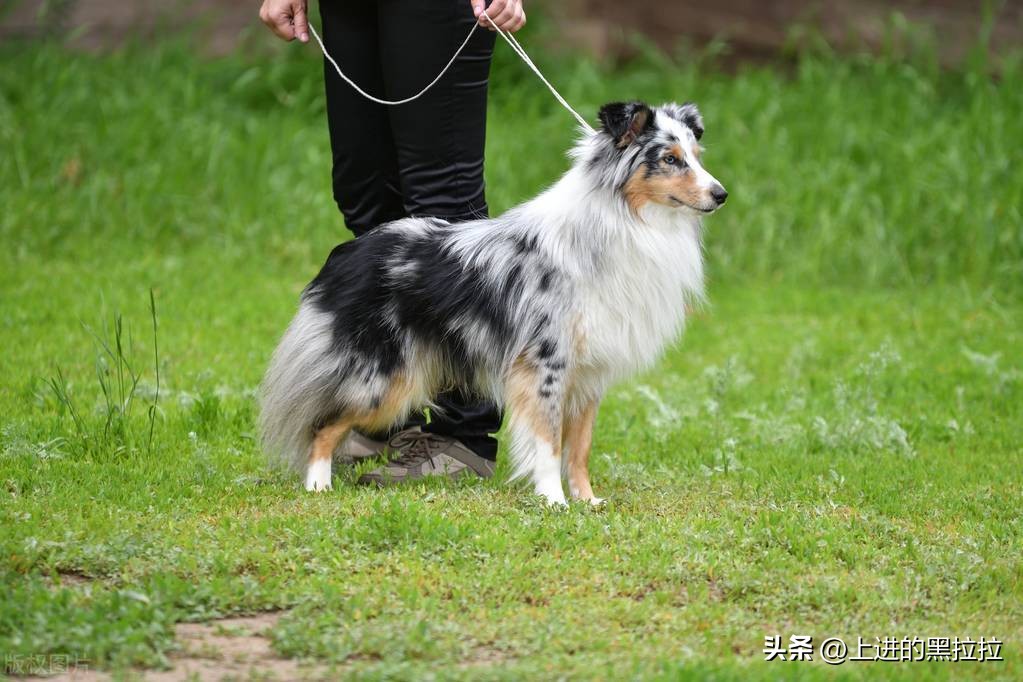 喜乐蒂牧羊犬品种,喜乐蒂牧羊犬品种简介