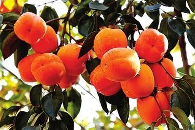 闻喜自产自销柿饼,闻喜卖柿饼的