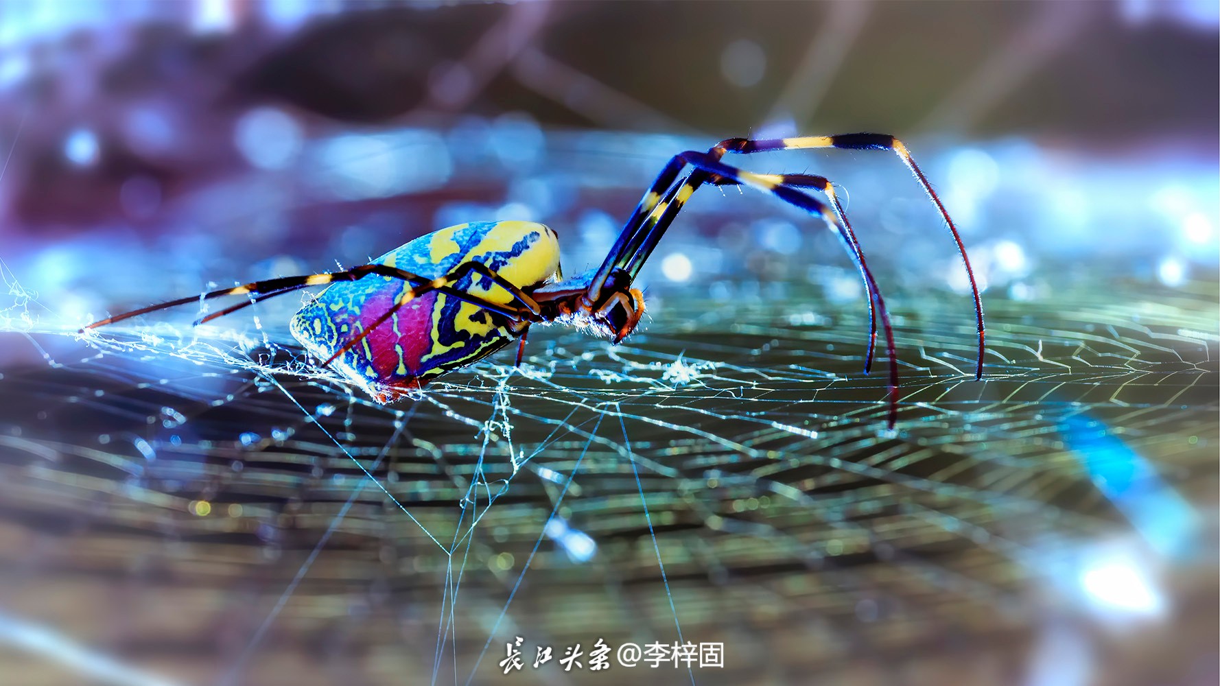 神秘的湿地精灵美不胜收,湿地精灵鸟类摄影作品展