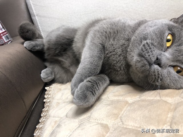 猫咪晚上嗷嗷叫是怎么回事,猫咪半夜叫声可怜