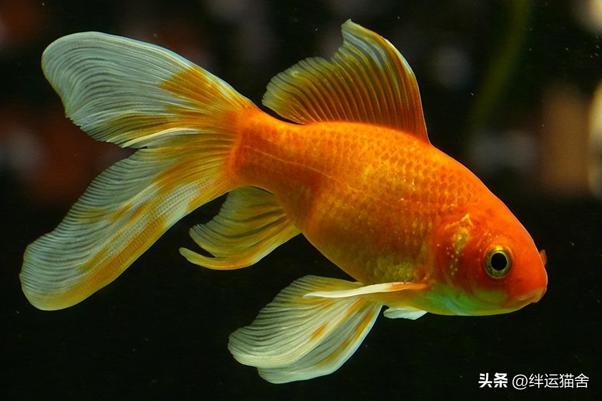 金鱼寿命最长是哪个品种,现在的金鱼有多大
