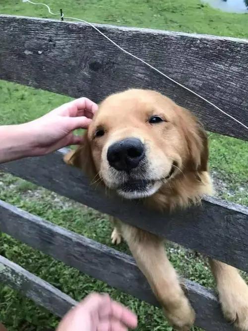 狗狗最敏感的地方是哪里,狗狗最渴望被摸的几个部位