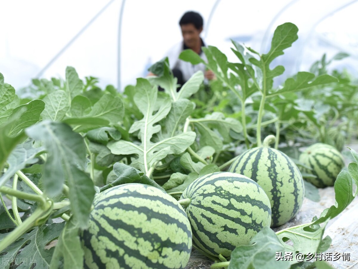 七叶瓜怎么种才结瓜多,8月瓜要怎么种才结得多