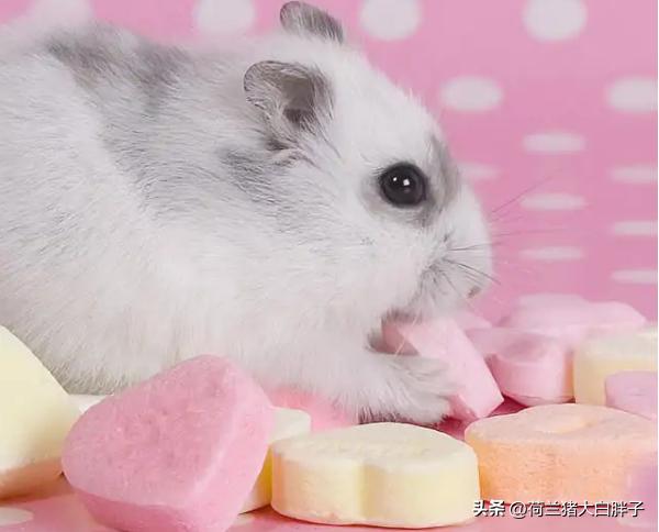 仓鼠牙齿太长又不敢剪它如何吃饭,仓鼠的牙齿太长怎么办