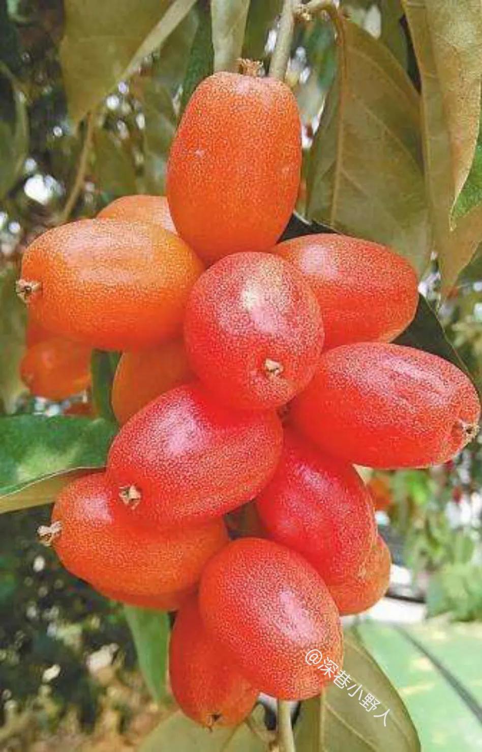 野果羊奶果学名叫什么,像羊奶果的野果比较小