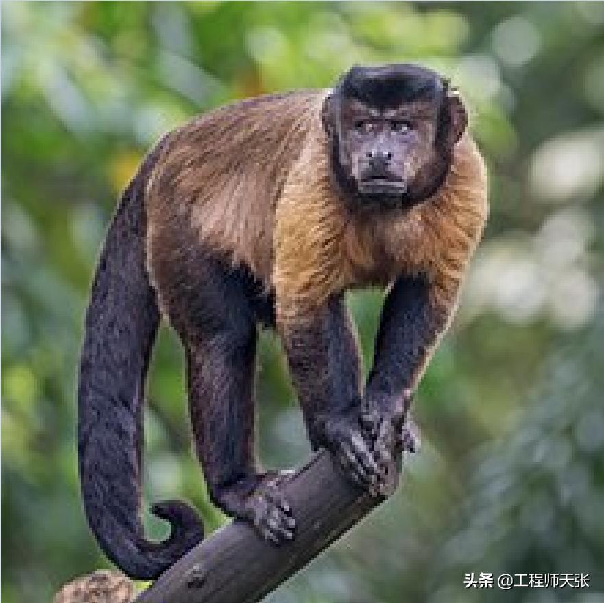 奇特长相的猴子,最像人脸的猴子