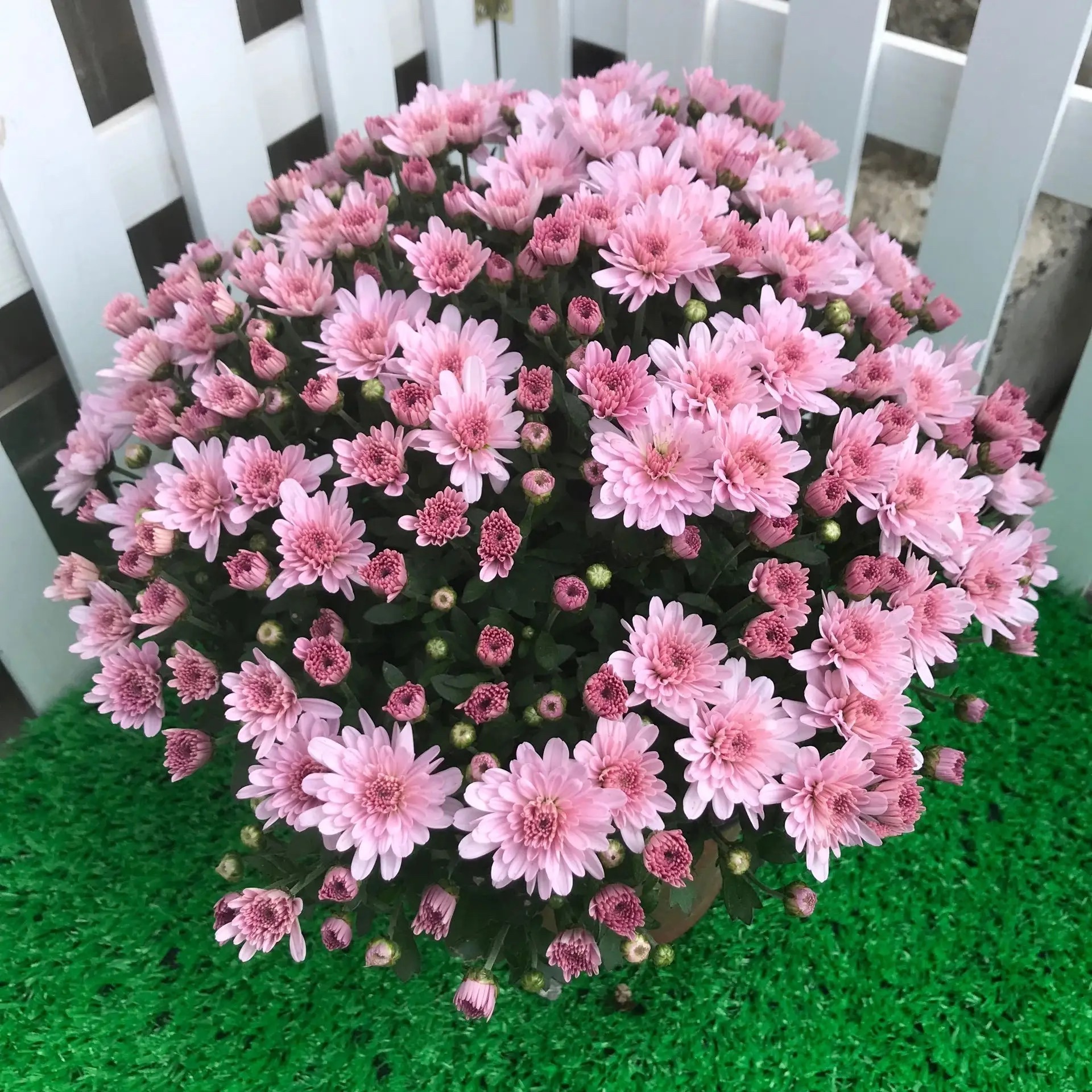 10月份养花注意什么,10月养栀子花