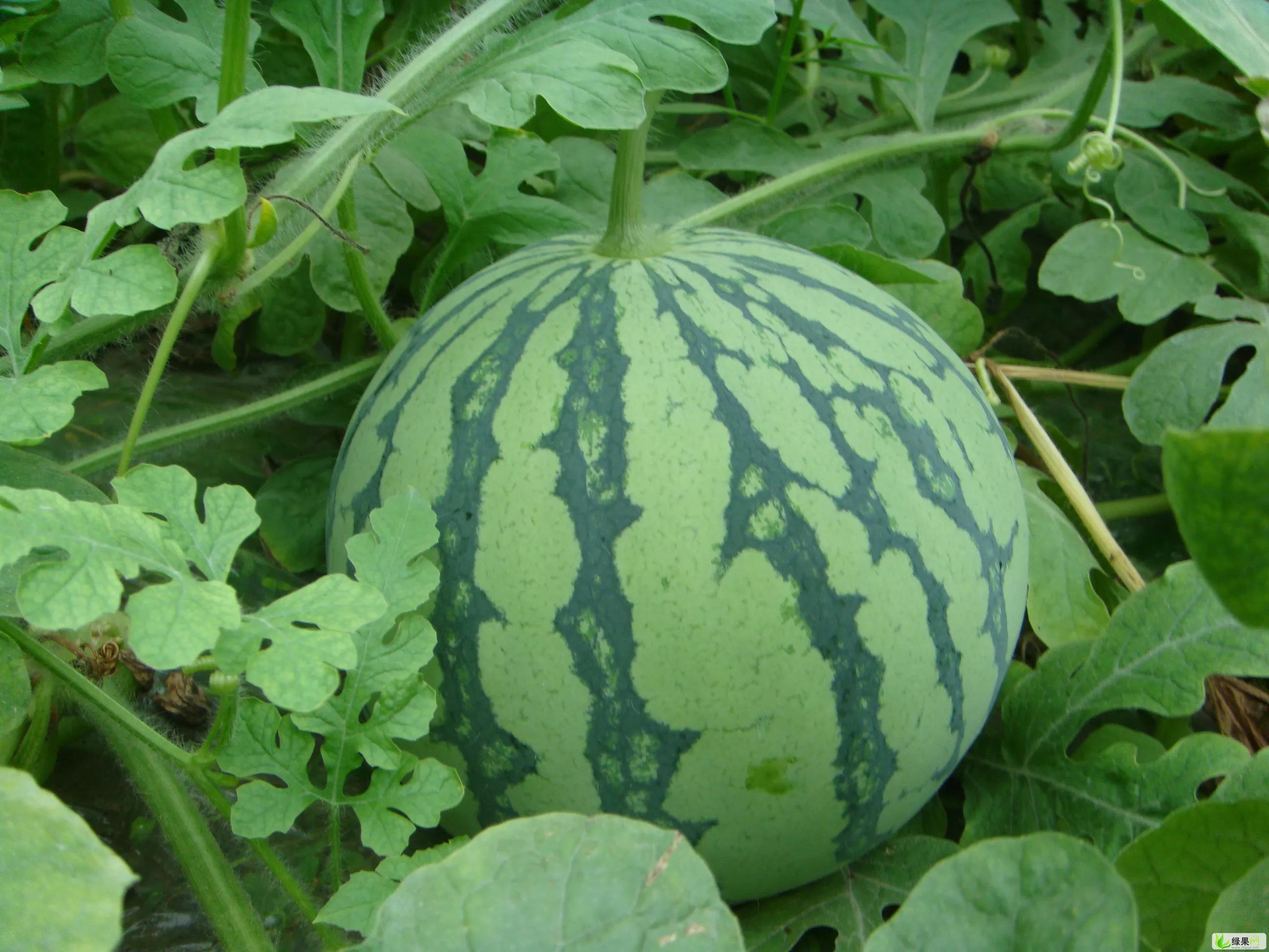 中国八个西瓜之乡,中国十大西瓜之乡名单