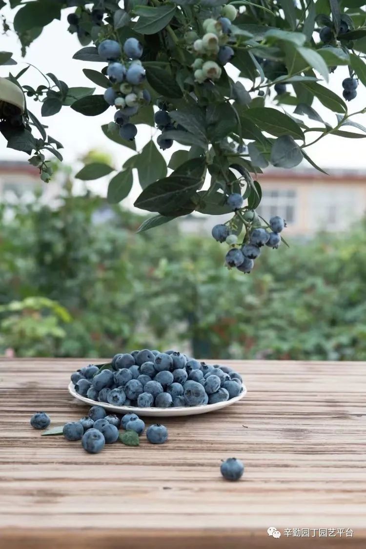 第八届园丁奖露台组《030号》洛基花园