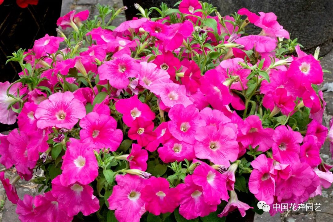 鑺卞崏鍝佺灞曠ず,鏂颁紭鑺卞崏鍝佺灞曠ず