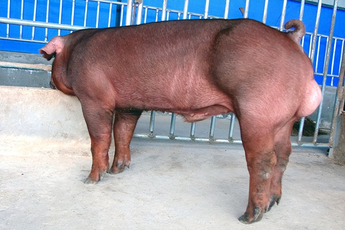 人不如猪系列：长满身腱子肉，能卖到8万一只！这*猪种**肉能吃吗？