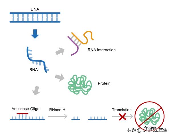 目前对脂蛋白a高的研究进展,脂蛋白a会遗传吗