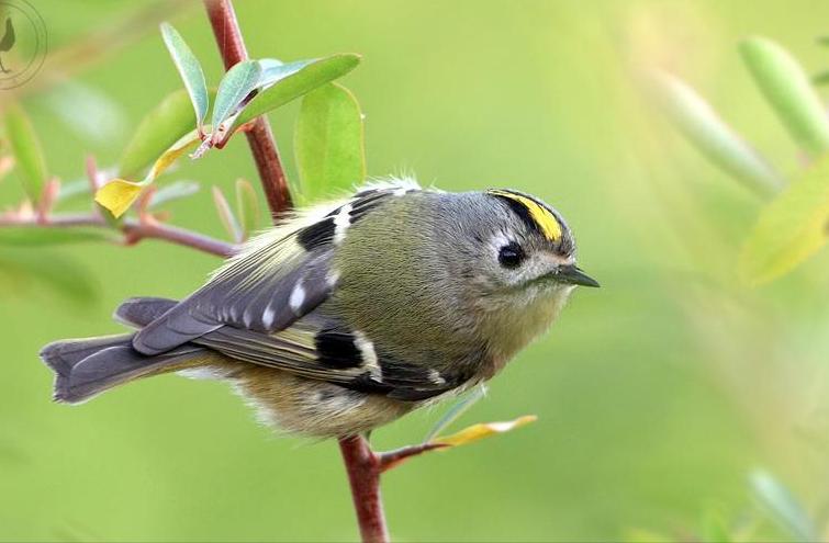 鸟儿大全高清图,高清珍稀鸟动态图片大全