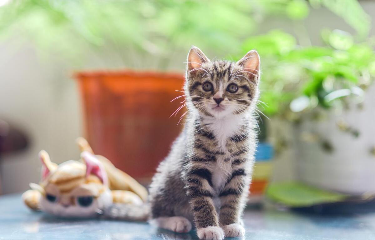 为什么中华田园猫很受人喜爱,养中华田园猫费钱吗