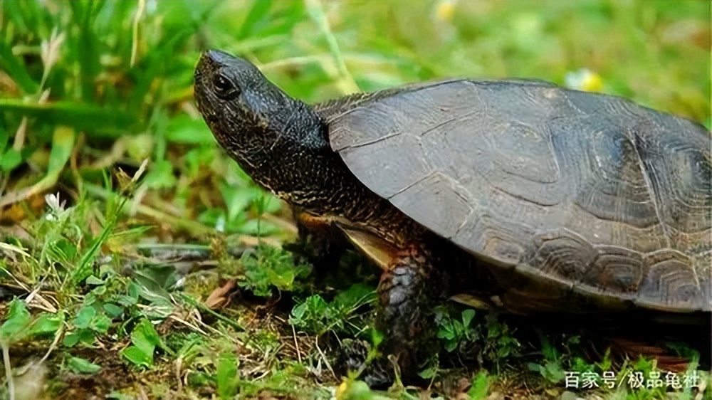 中华草龟为什么不黑,中华草龟太难养