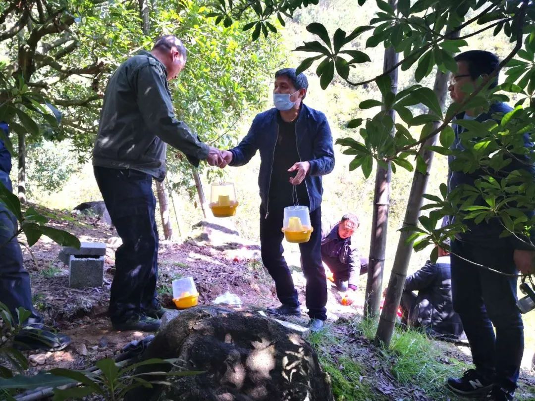 杨梅生活在什么气候中,东魁杨梅生长气候