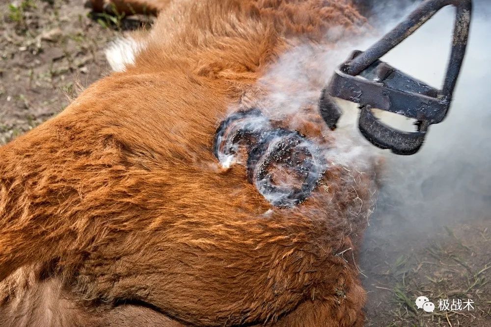 放牛的探员？《黄石》中的执法力量丨武装