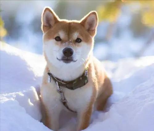 这些狗是狗界智商天花板,哪种宠物狗最通人性最好养的呢