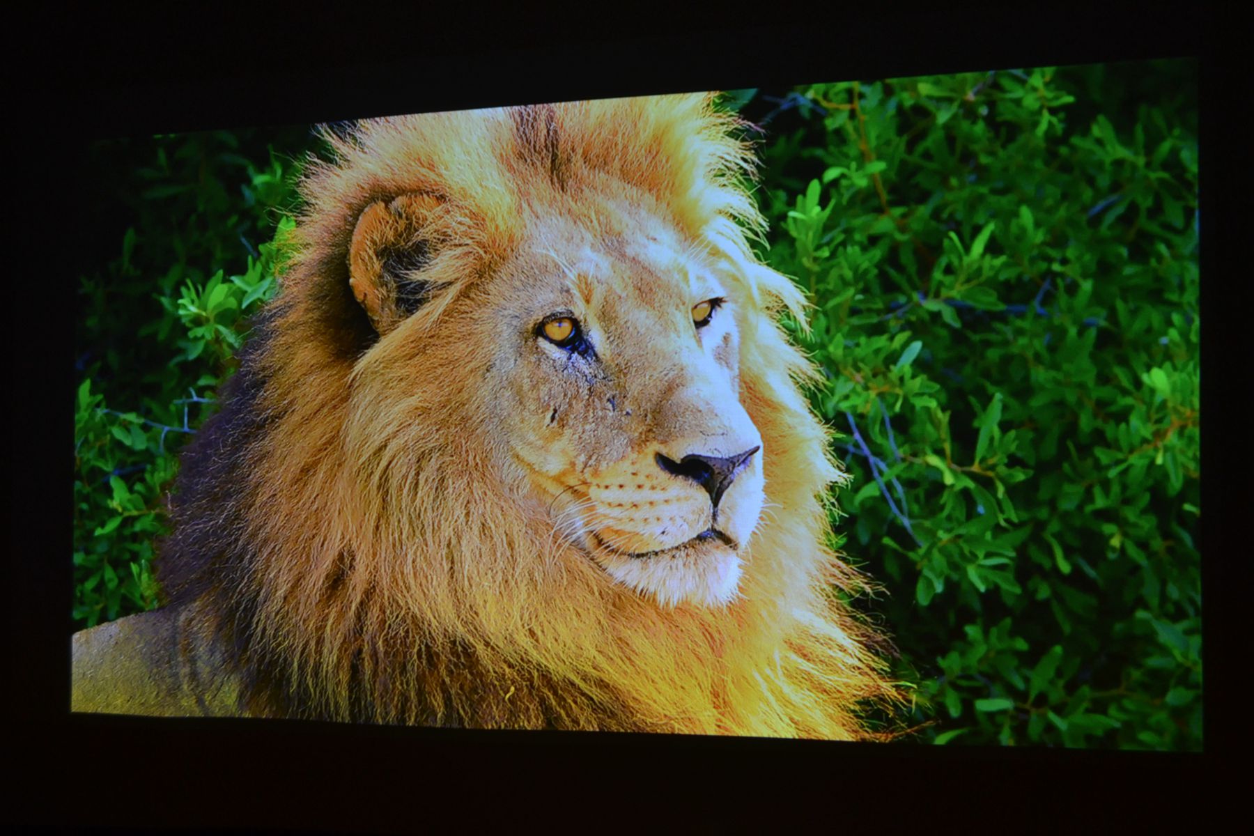 当贝x5投影500寸效果,当贝x5ultra4k投影仪测评