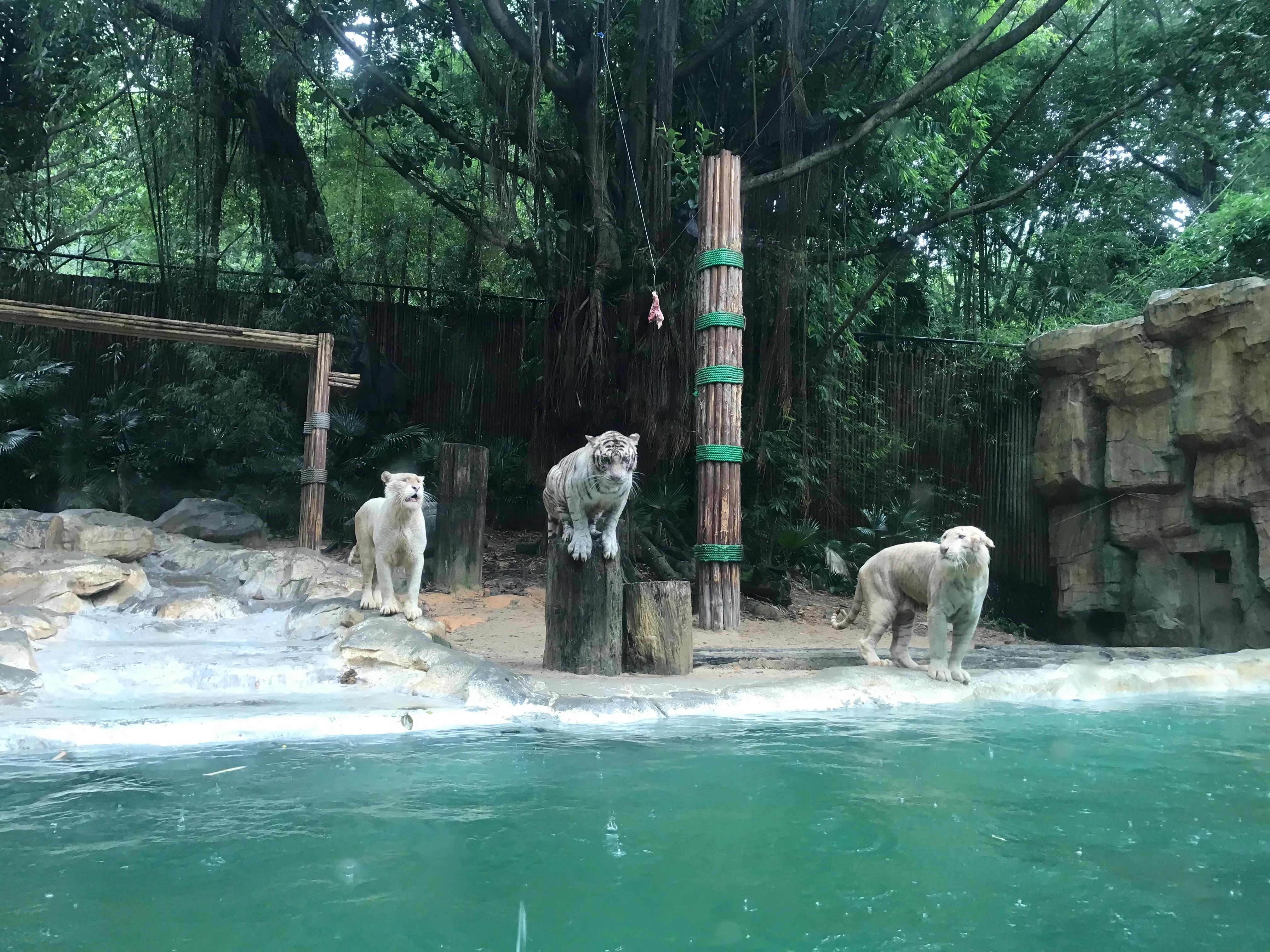 长隆野生动物园有什么独特之处,长隆野生动物园动物讲解视频