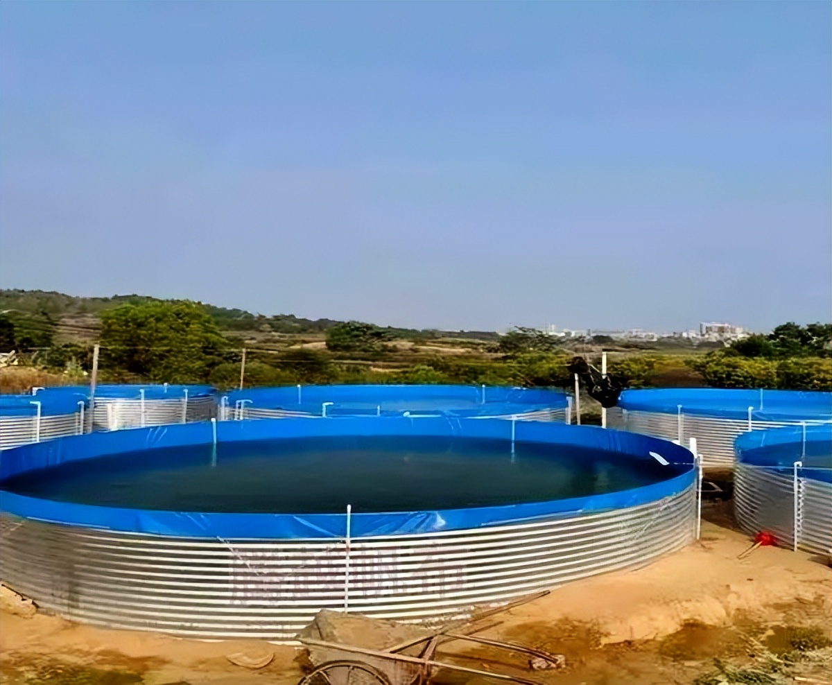 鲟鱼的养殖技巧,鲟鱼规模化池塘养殖技术