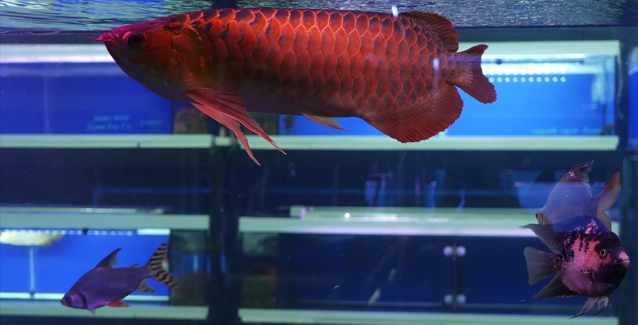 从源头解决问题！水质、饲养环境引发龙鱼沉头的原因解析