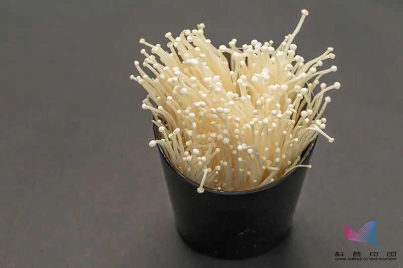 金针菇号称明天见有营养吗,金针菇为什么不能吃