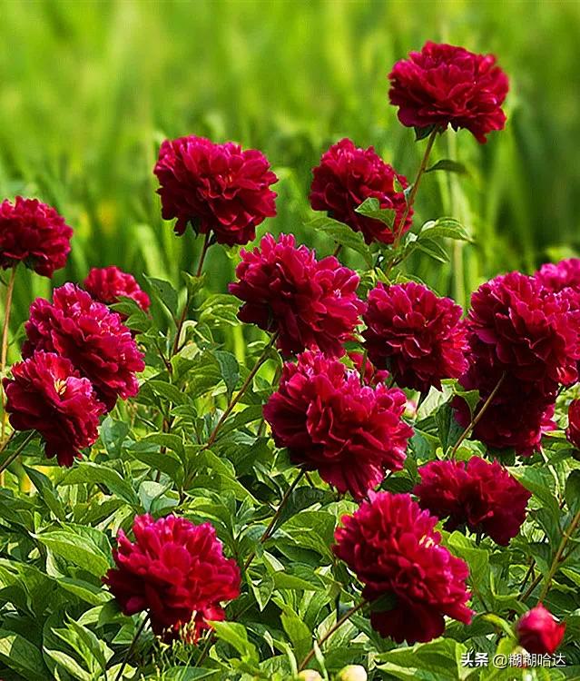 赏心悦目的花朵，风采万千，千姿百态，魅力无限，太美了