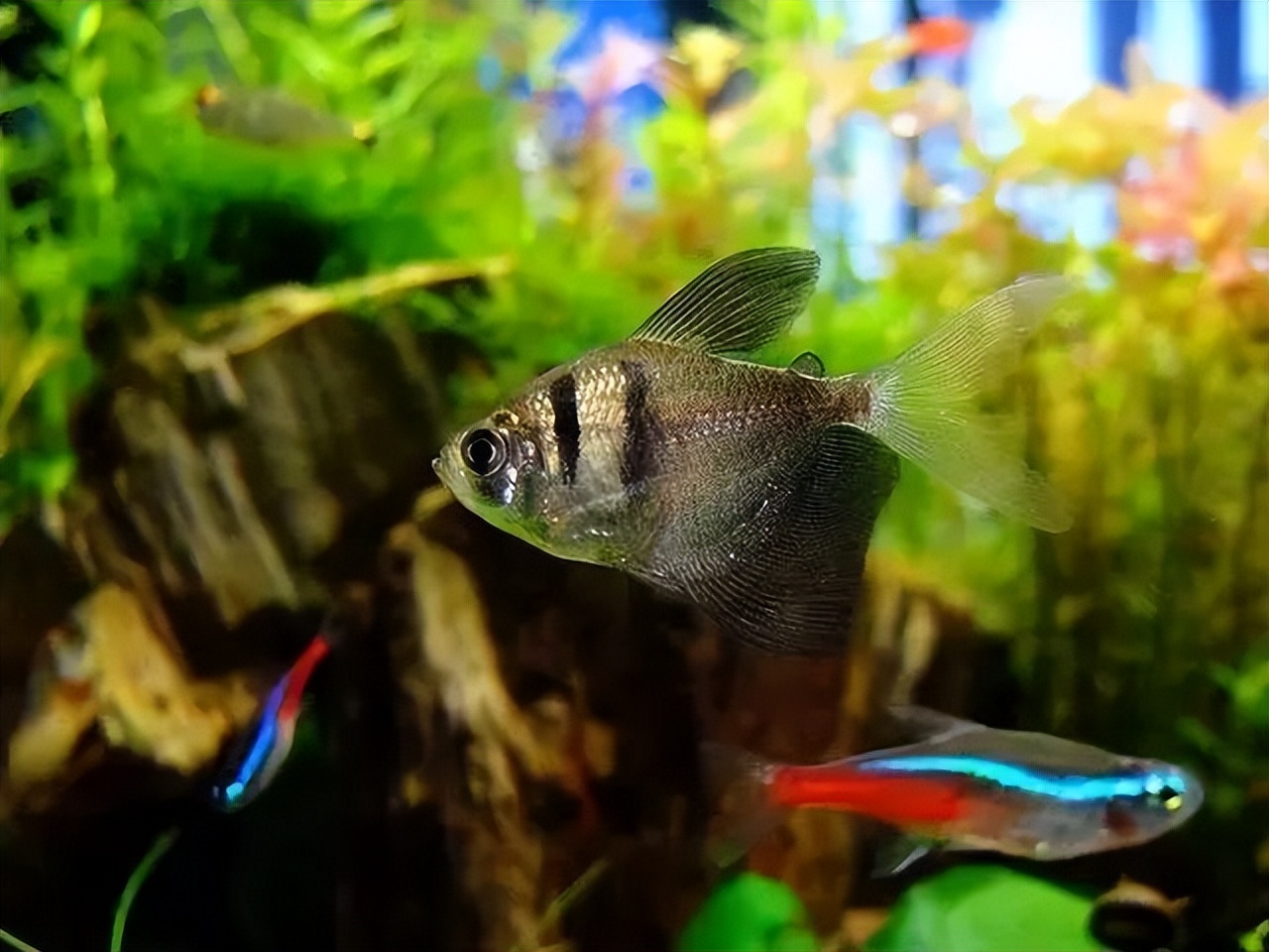 小缸什么观赏鱼最好养又存活率高,适合新手小缸养的小型温顺观赏鱼
