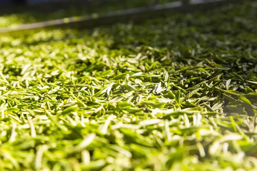 龙井与雀舌哪个口感好,龙井茶好喝还是雀舌好喝