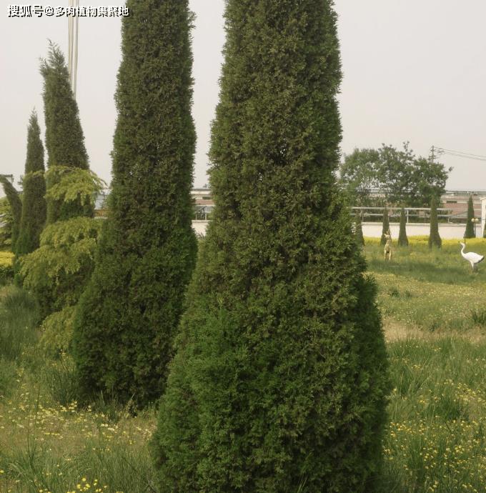 什么树阴气重不能种在家里,家中最忌讳的十种植物