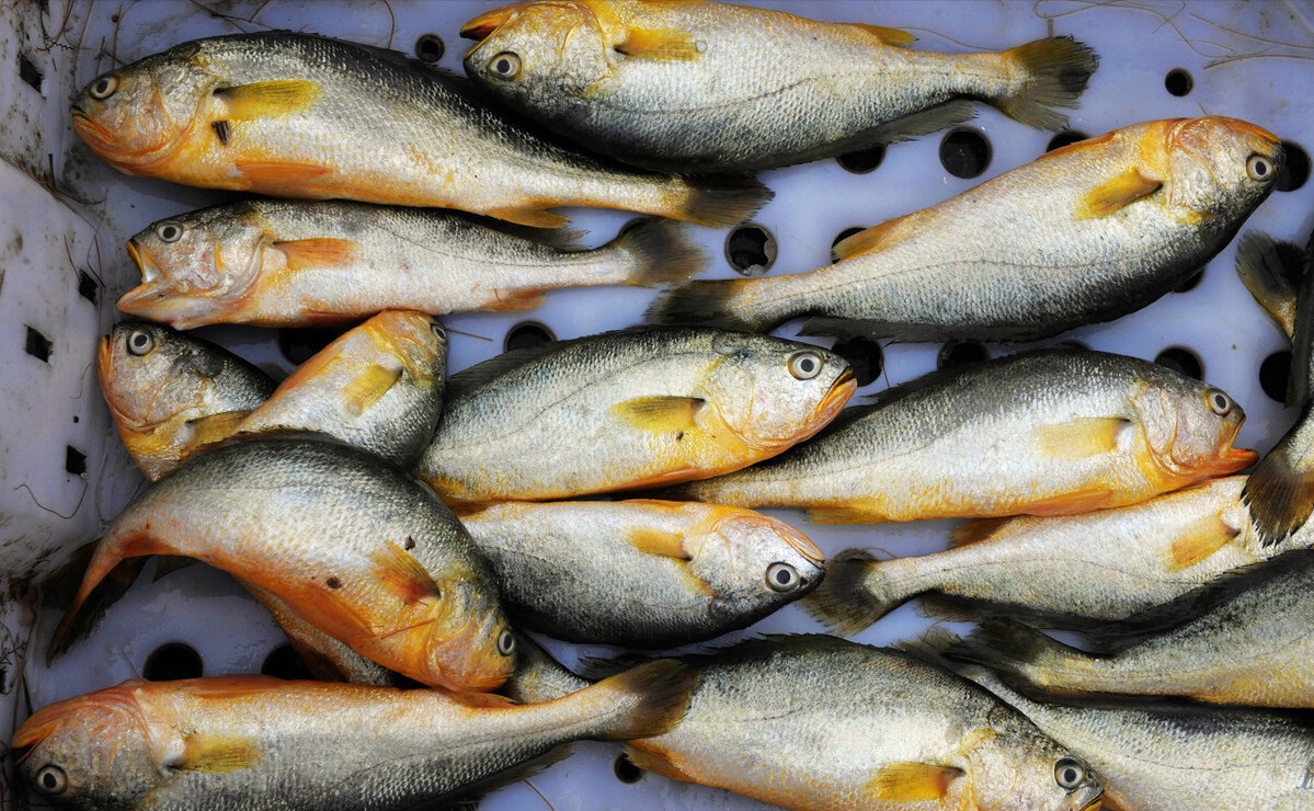 每年放流大黄鱼,现在野生的大黄鱼是以前放流的吗