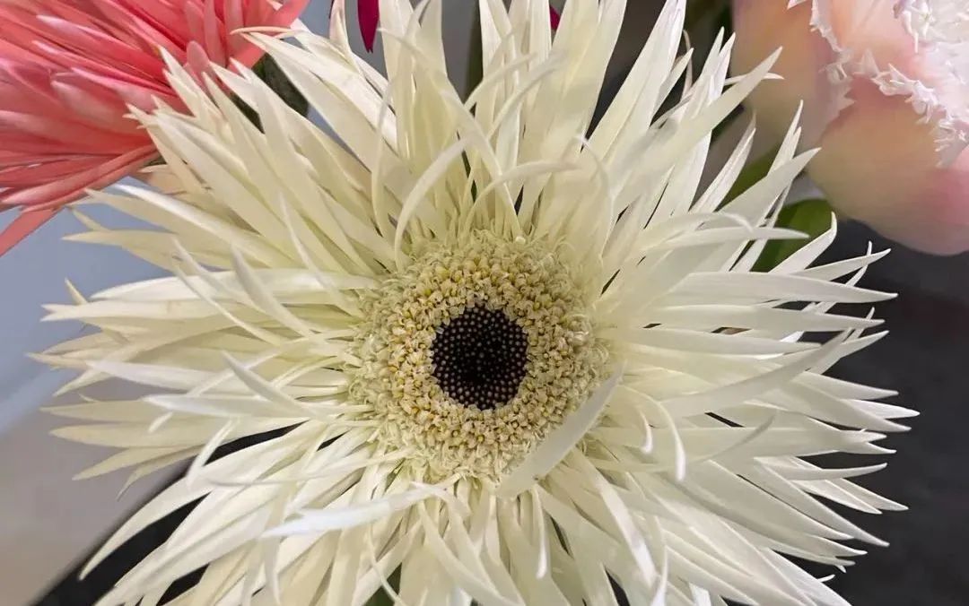 鲜花在水里能养几天会死,新加坡盆栽花卉怎么养