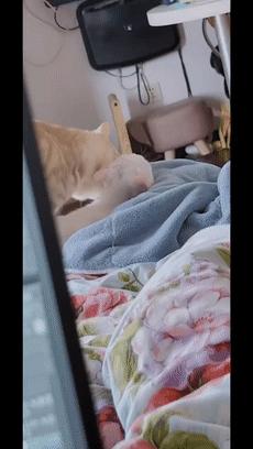 70万网友在线围观我家猫猫“搞黄色”：越看越上头，越看越变态