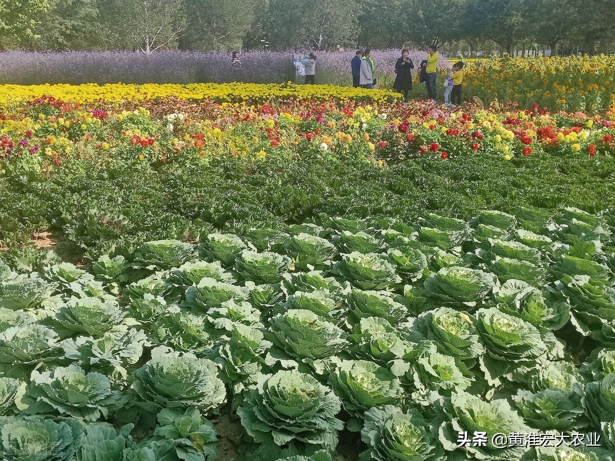 中国十大蔬菜之王,中国蔬菜又多又便宜